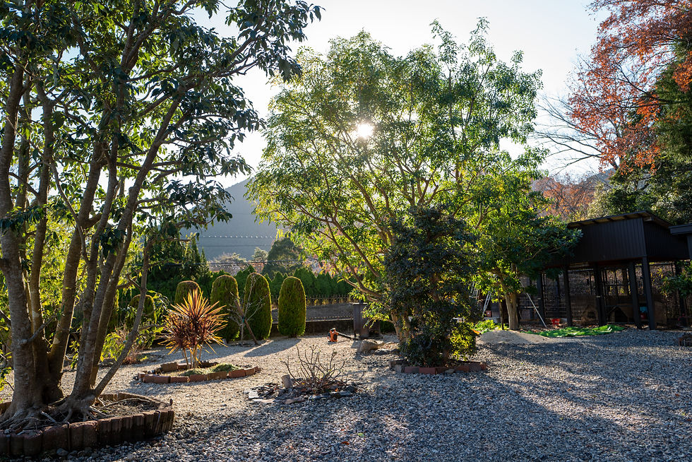 シマトネリコ剪定