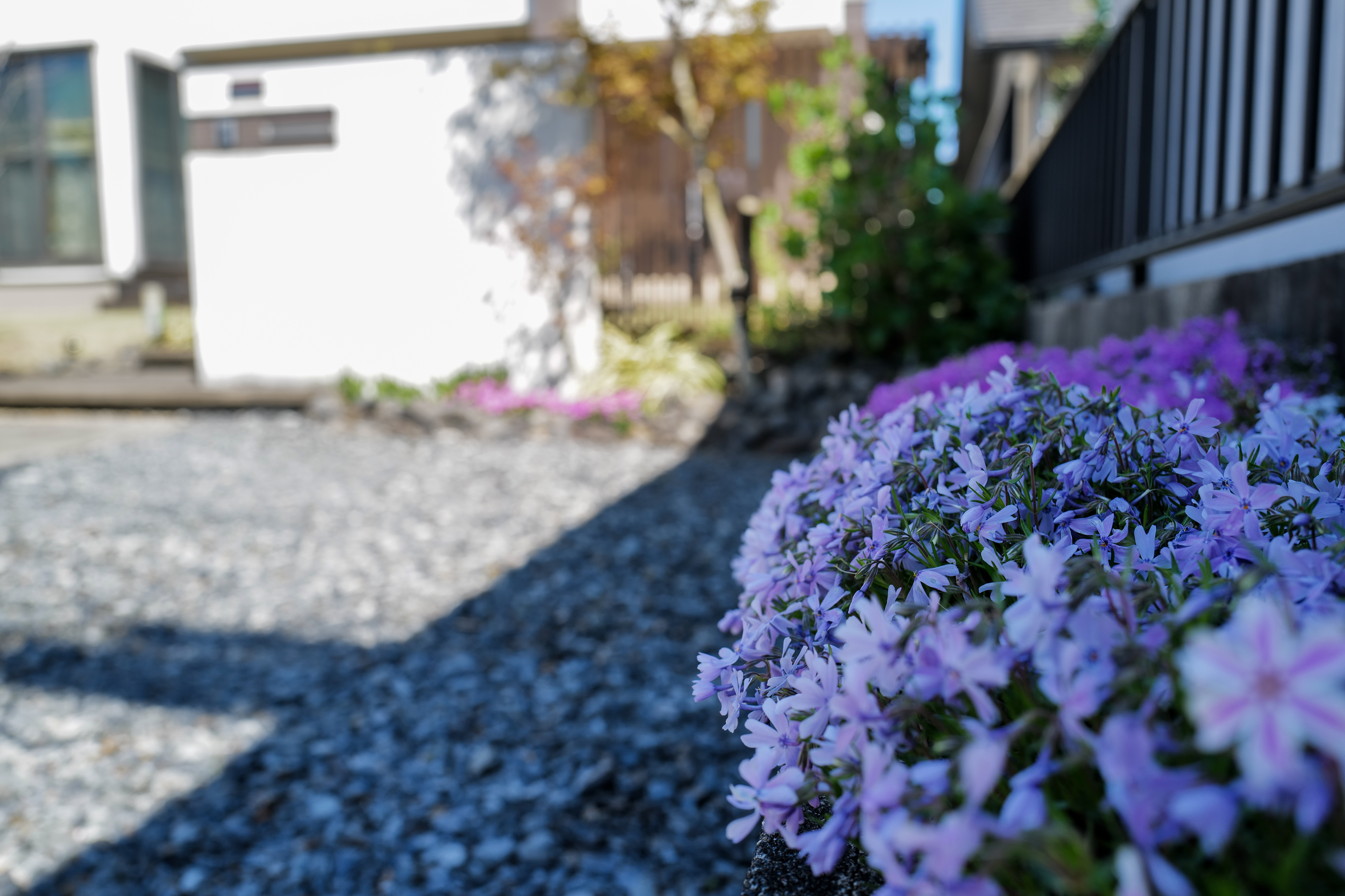Spring Lawn Mowing and Maple Seedlings — Notes from Komono, Mie Prefecture