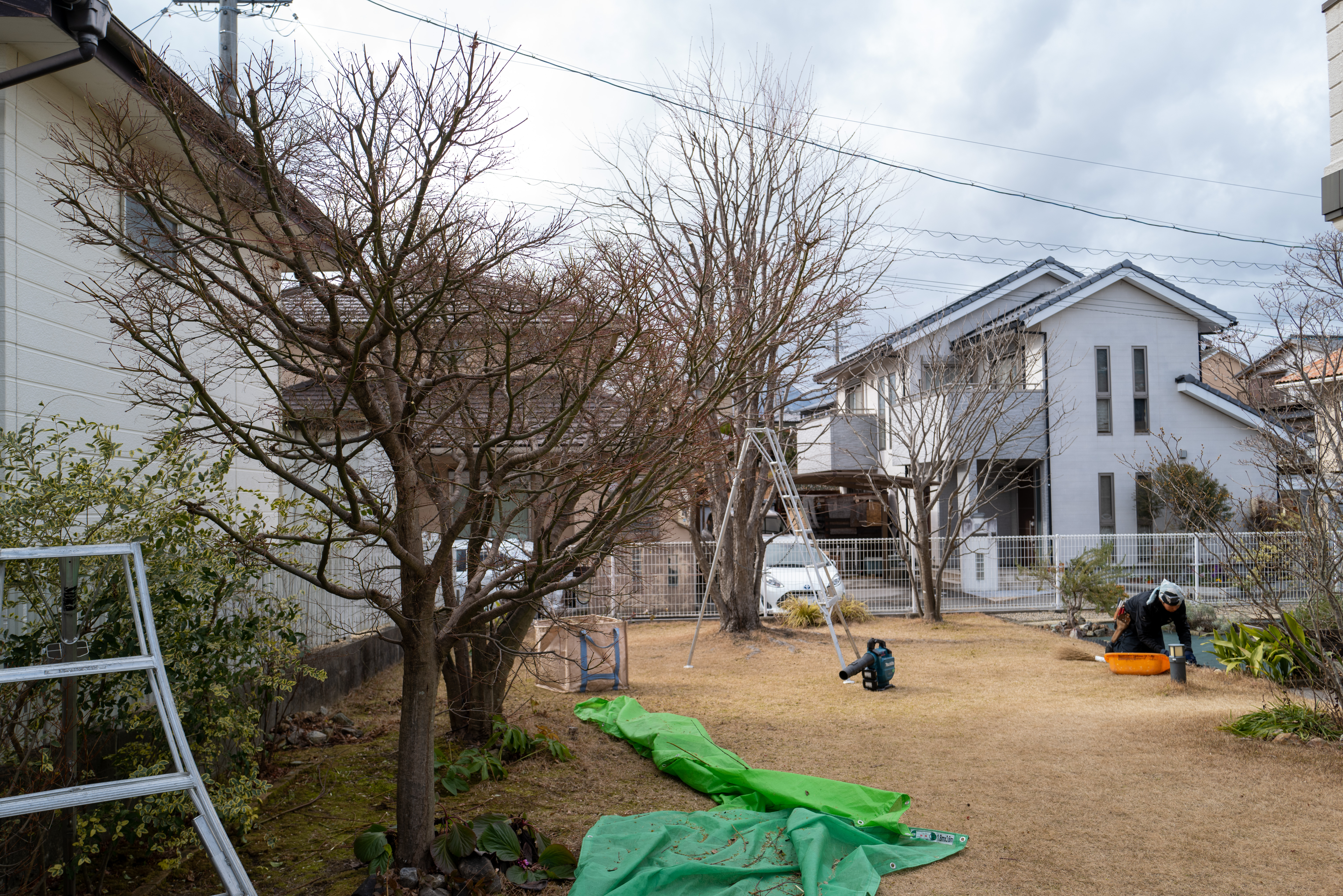 Japanese maple after pruning garden care Mie Japan senteiyasora