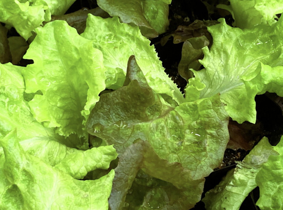 Sunny lettuce growing in Japanese home garden, loose leaf red lettuce continuous harvest