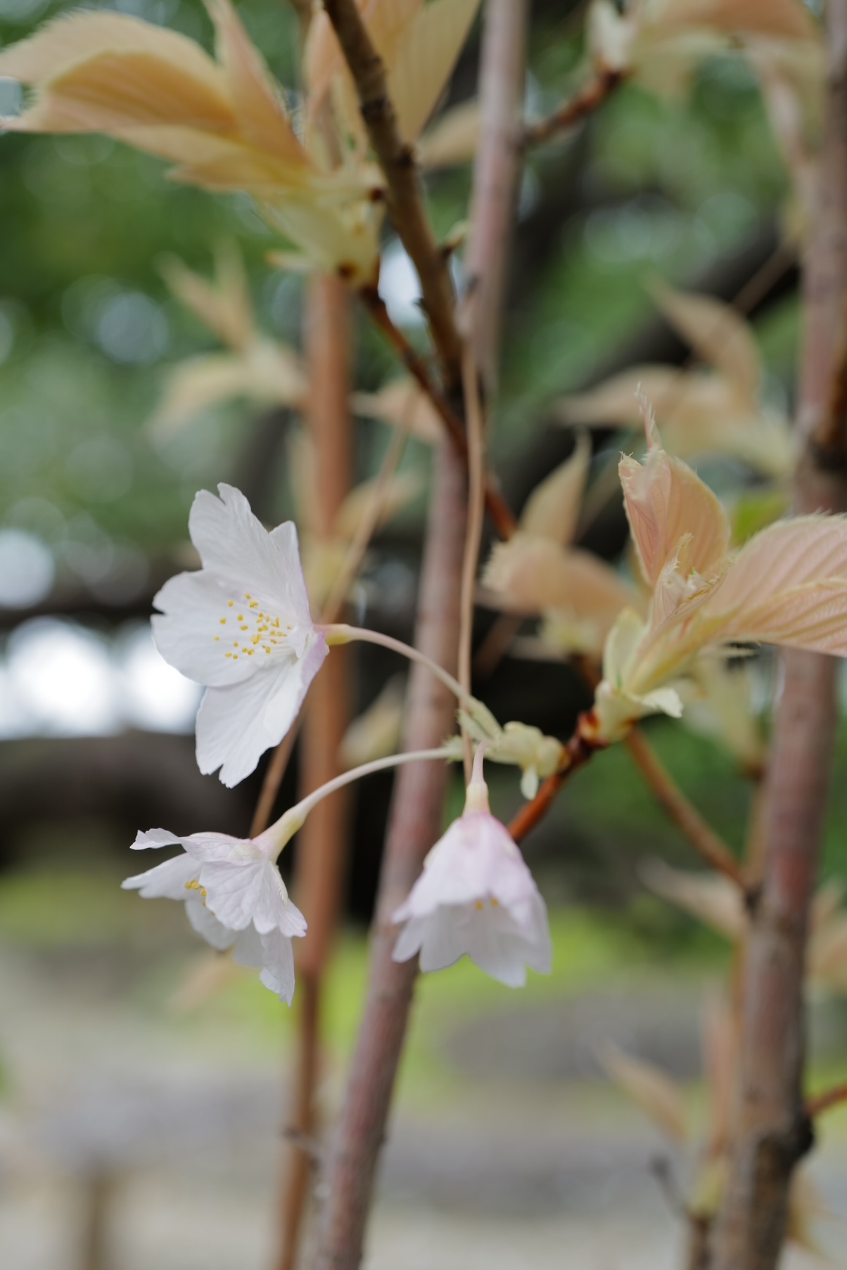 アルビノ花
