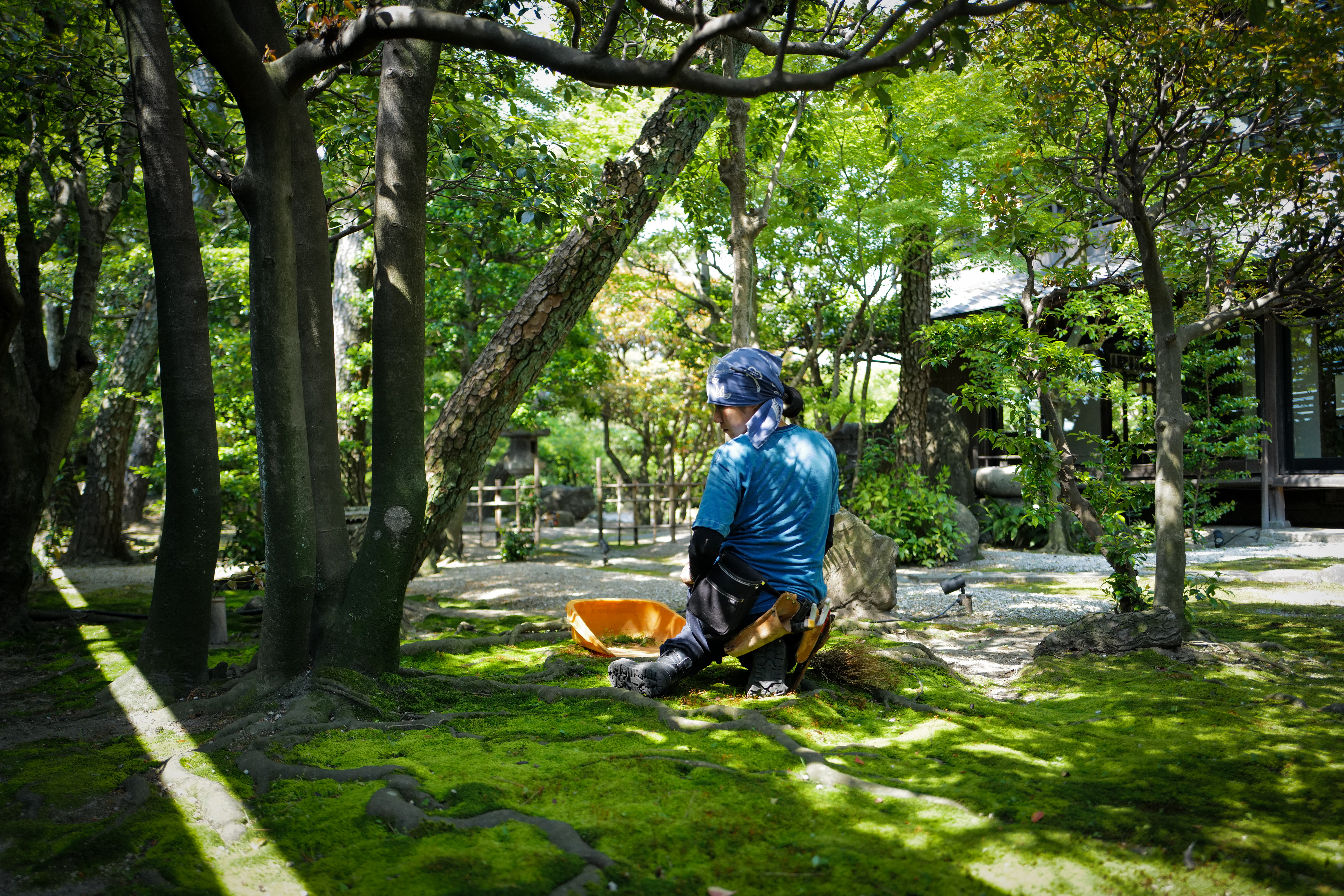 苔の上に腰を下ろして作業する職人の後姿。緑豊かな尾上別荘の庭が広がる