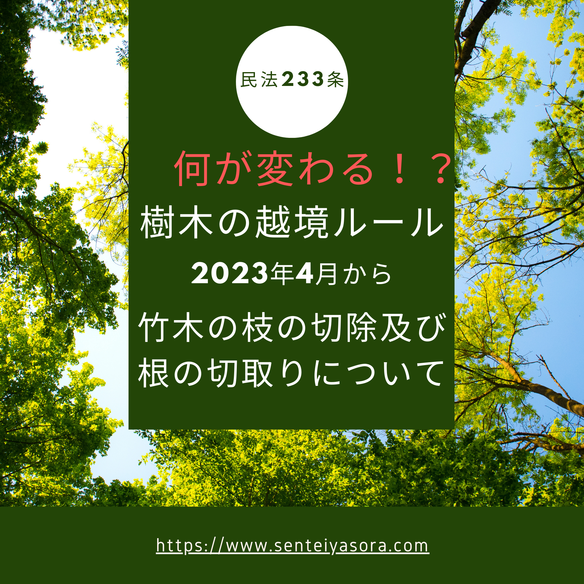 Civil Code Article 233 What changes! Rules on tree cross-boundary cutting and root cutting of bamboo tree branches from April 2023