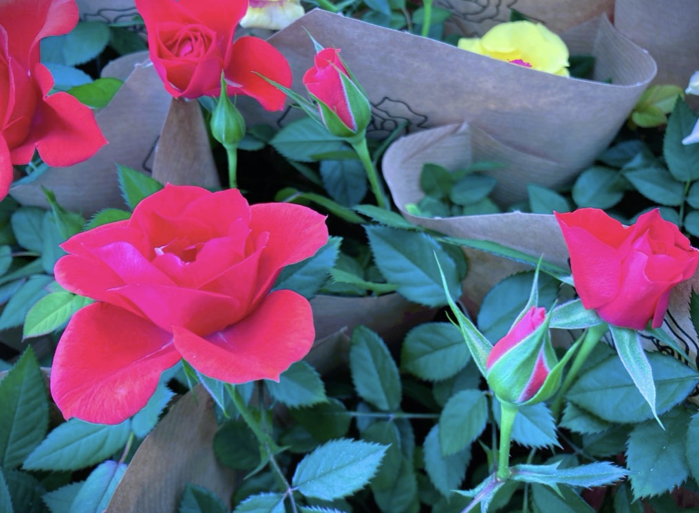 バラの花束。5月14日ローズデーに贈るバラのイメージ