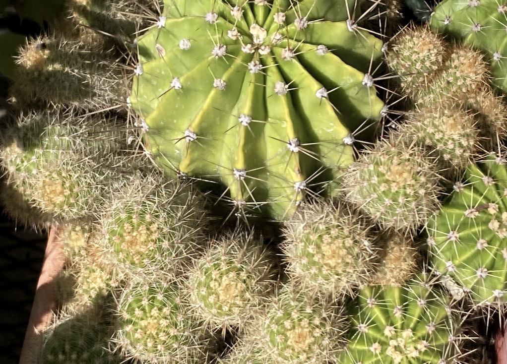 Cactus plants in Japan, lucky placement feng shui, Cactus Day March 10 care tips