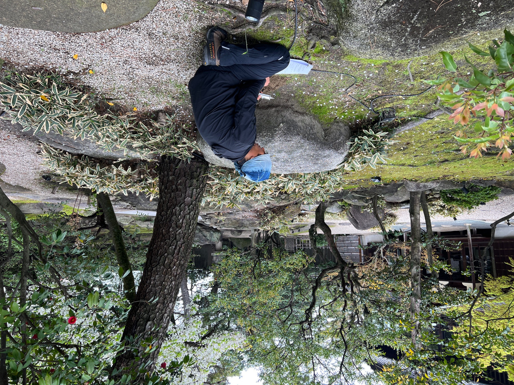 灯籠前 松周辺。灌注前は全層18mmと均一に固くしまった状態。灌注後、中層・深層は3mmまで軟化した。