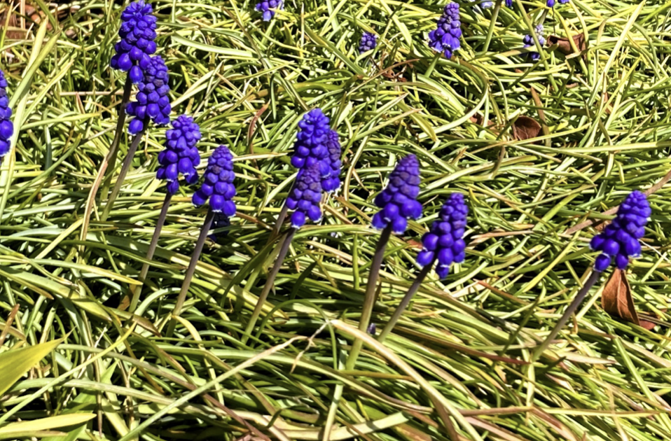 Muscari flowering in spring, grape hyacinth in Japanese garden border