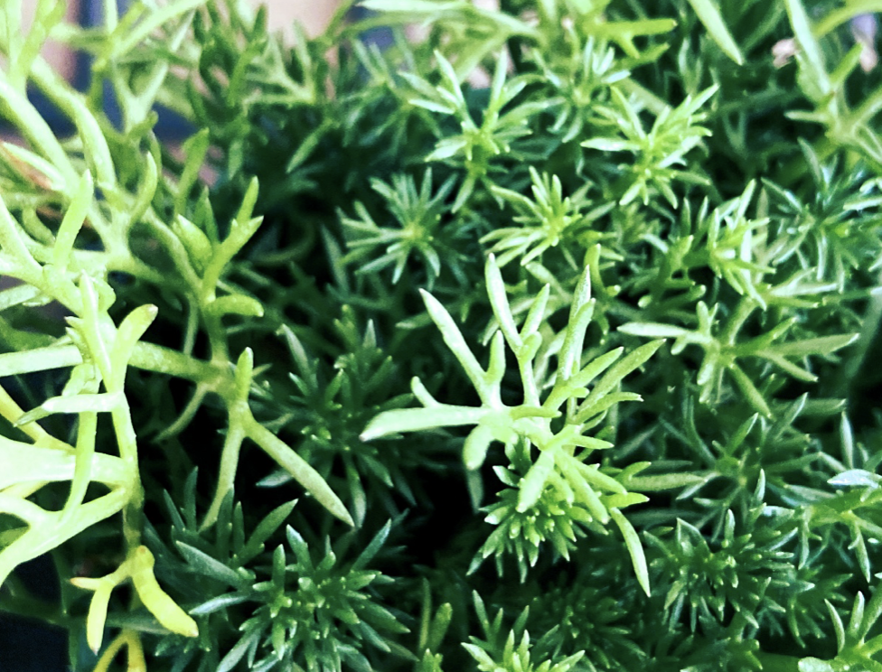 Roman chamomile herb flowers in bloom, calming herb for sleep and relaxation