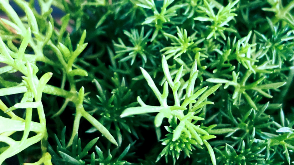 Roman Chamomile — The Gentle Herb That Peter Rabbit's Mother Knew About