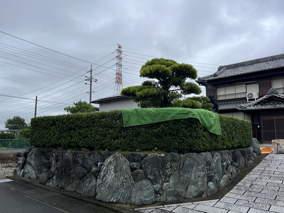 生垣の上に緑のシートを掛けて、落ちてくる松葉を受けます