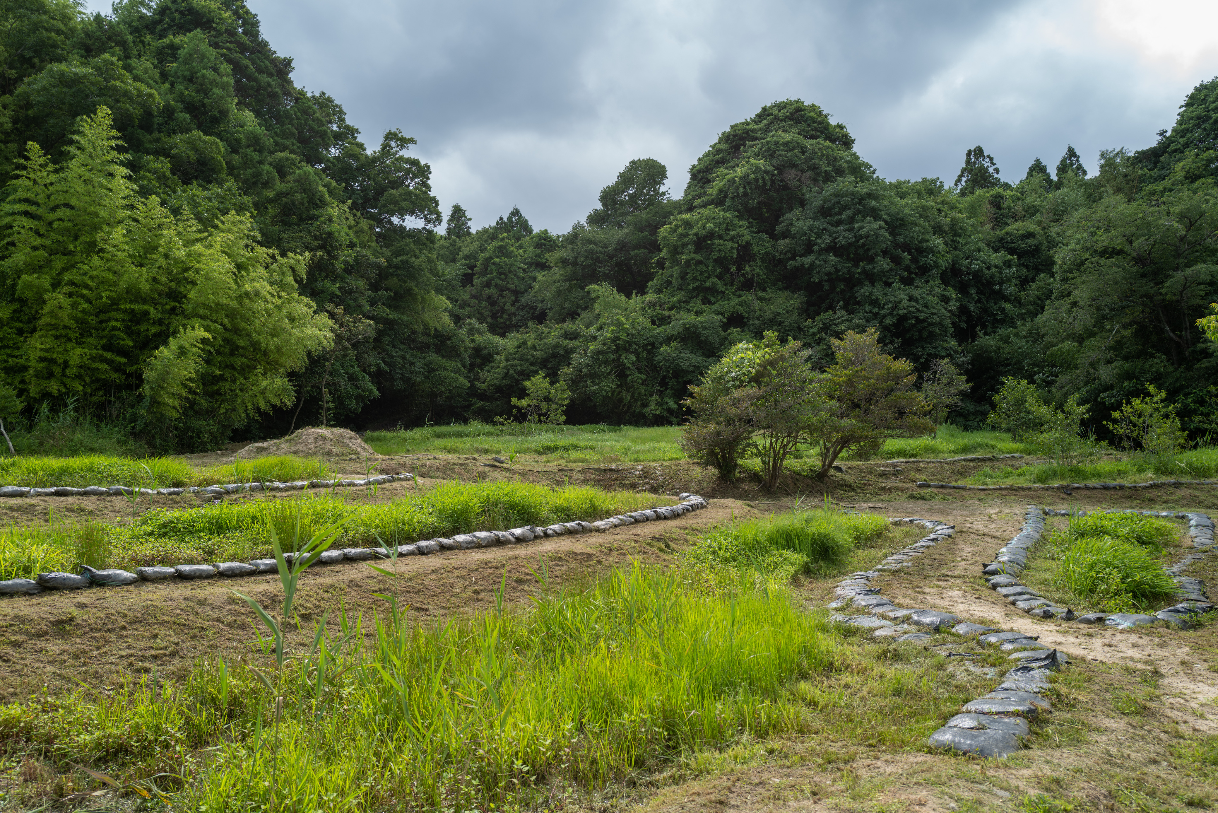 Undergrowth clearing and biodiversity conservation in the Mie Biotope