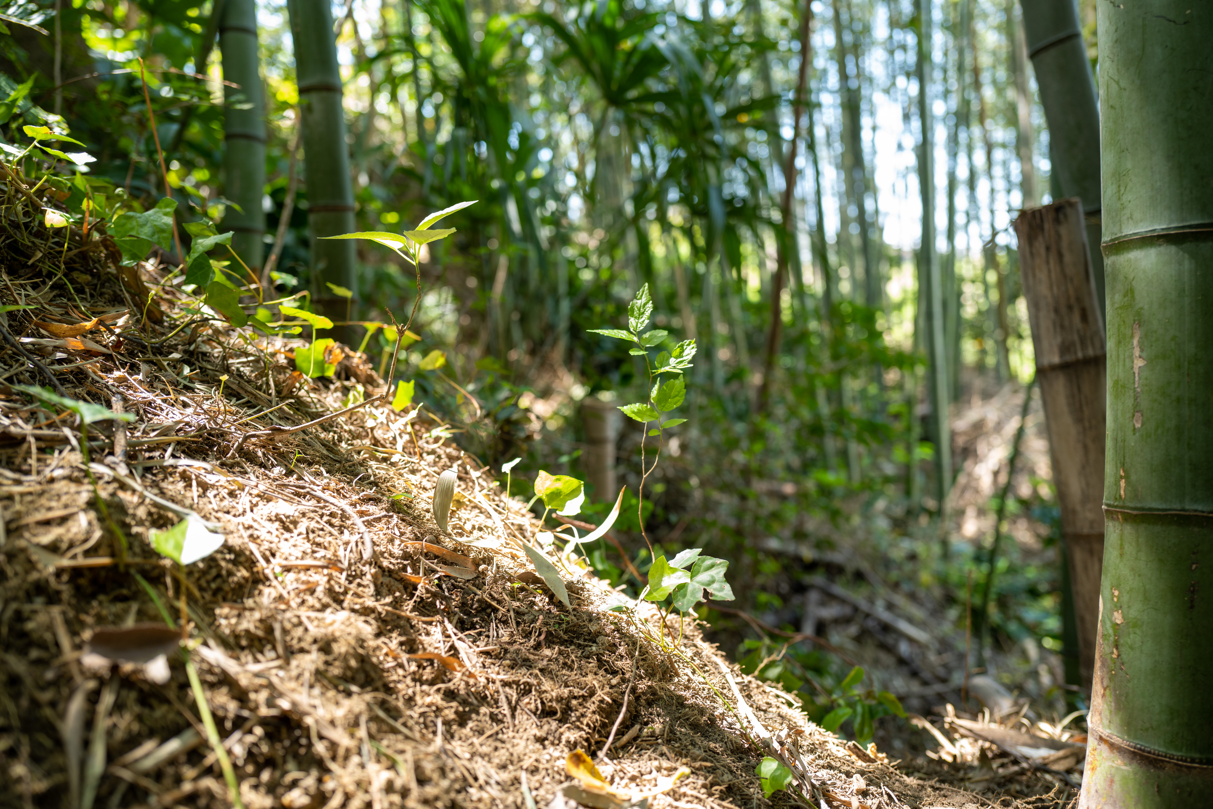Thinned bamboo forest with increased light penetration, allowing growth of broadleaf trees and understory plants
