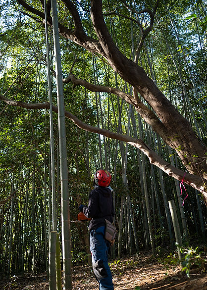 三重県四日市竹林管理-安全装備を整えた職人による竹林整備作業