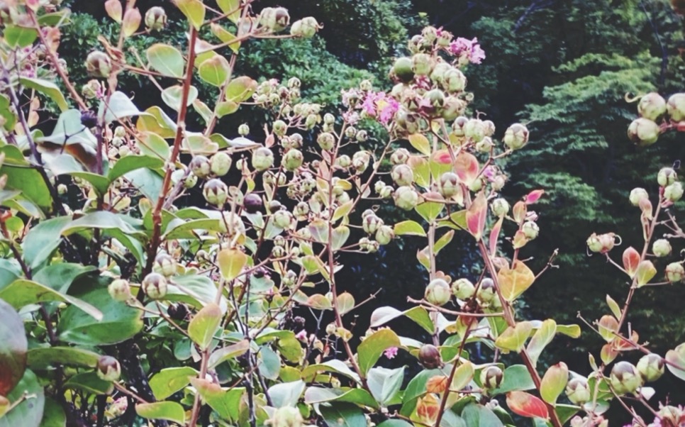 サルスベリの実 花の後にできるコロンとした実