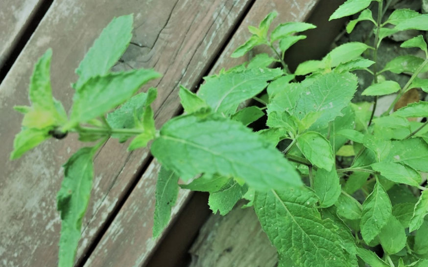 爽快で涼やかなハーブ ニホンハッカ 三重県剪定伐採お庭のお手入れ専門店 剪定屋空 爽快で涼やかなハーブ ニホンハッカ 三重県剪定伐採お庭のお手入れ専門店 剪定屋空