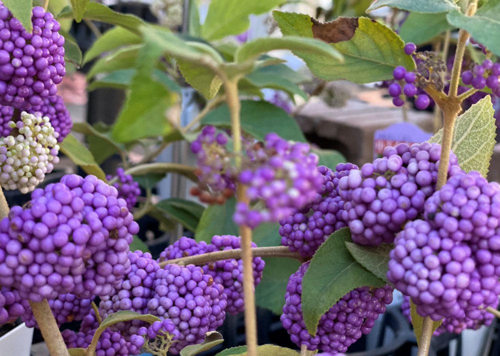 縁起の良いネーミング 紫式部 なかよしこよし 三重県剪定伐採お庭のお手入れ専門店 剪定屋空