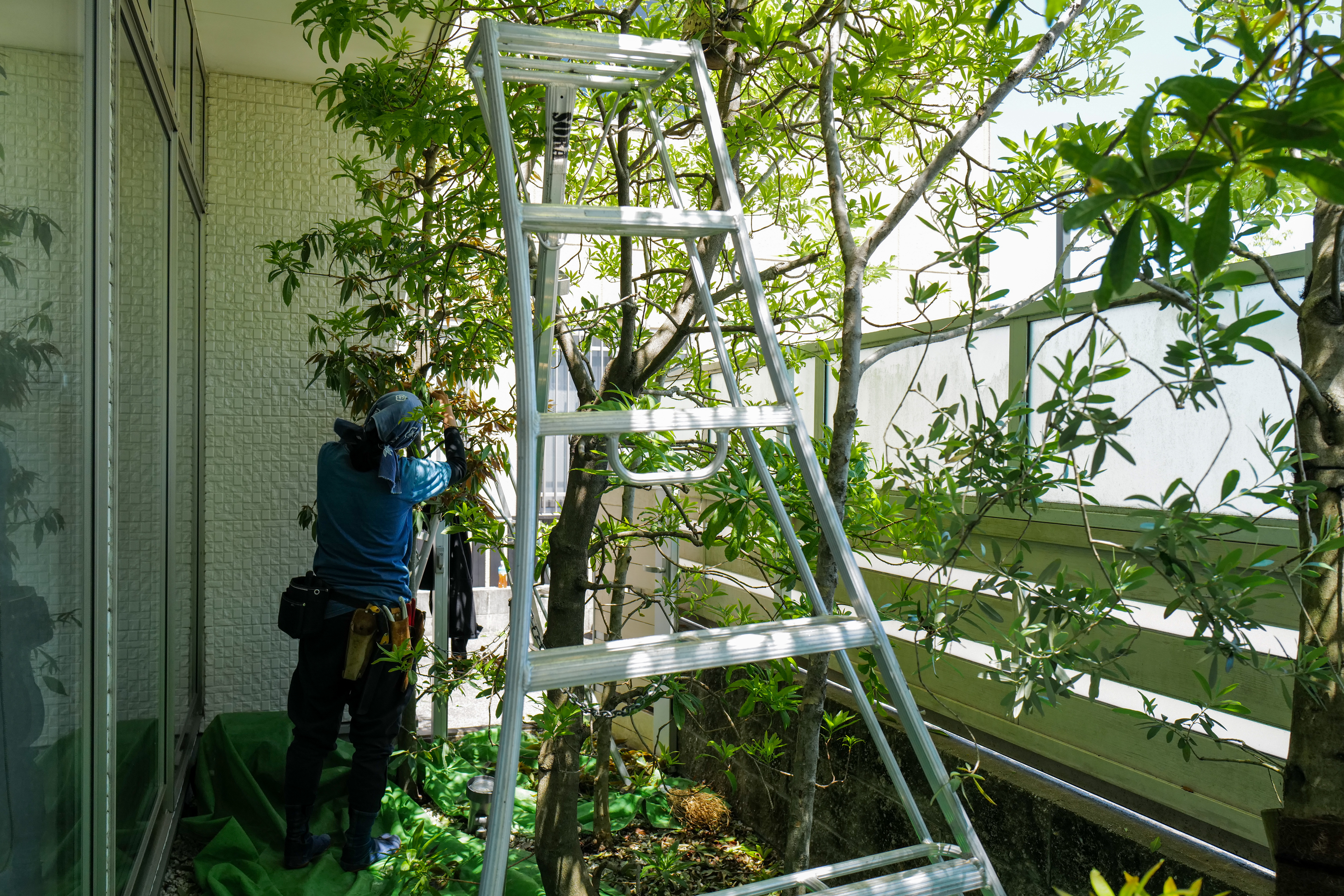 津のまち矯正歯科様 ヤマモモ新芽折作業