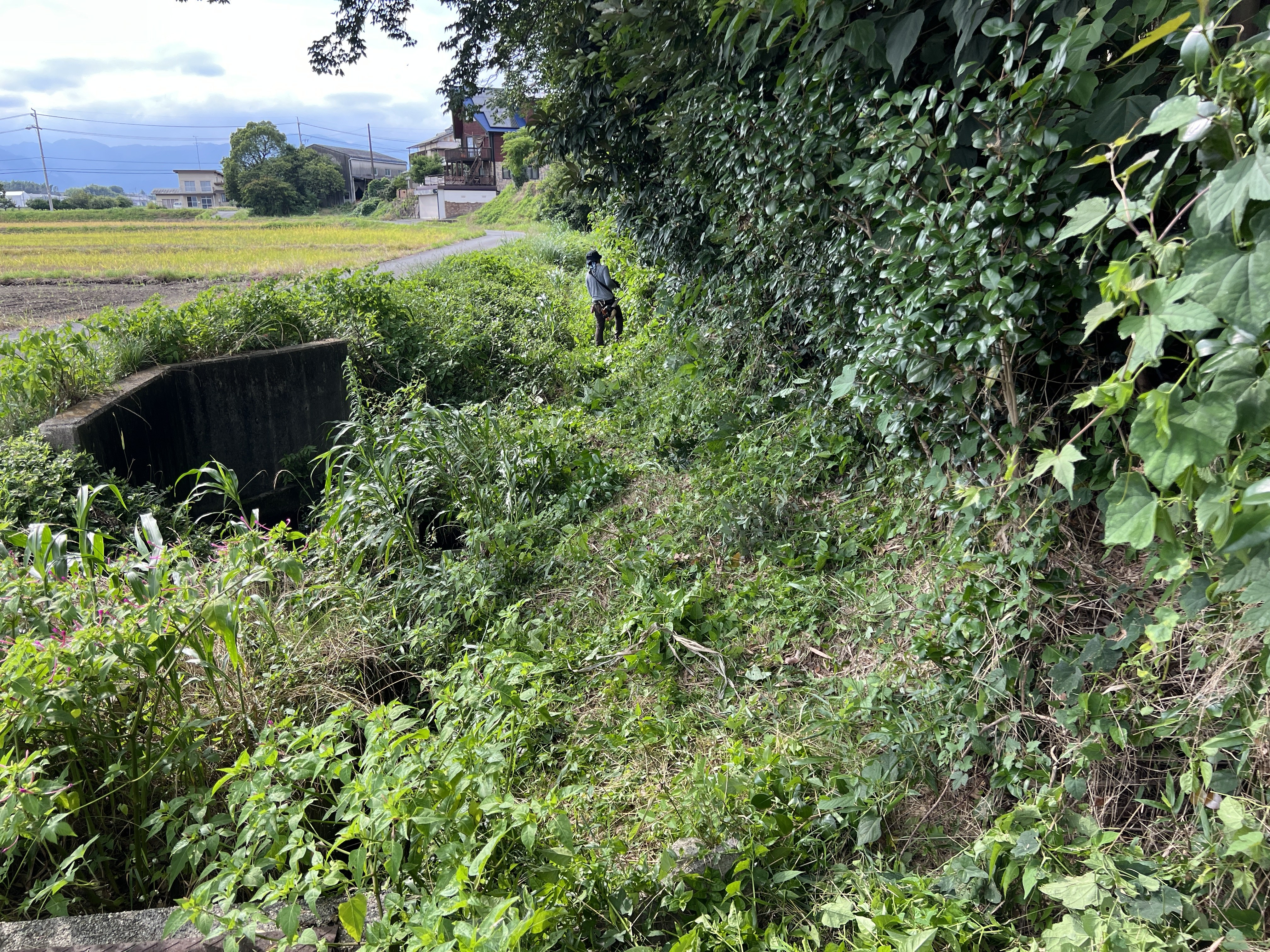 鈴鹿市 淡竹 竹林 下草の繁茂と水路 剪定屋空