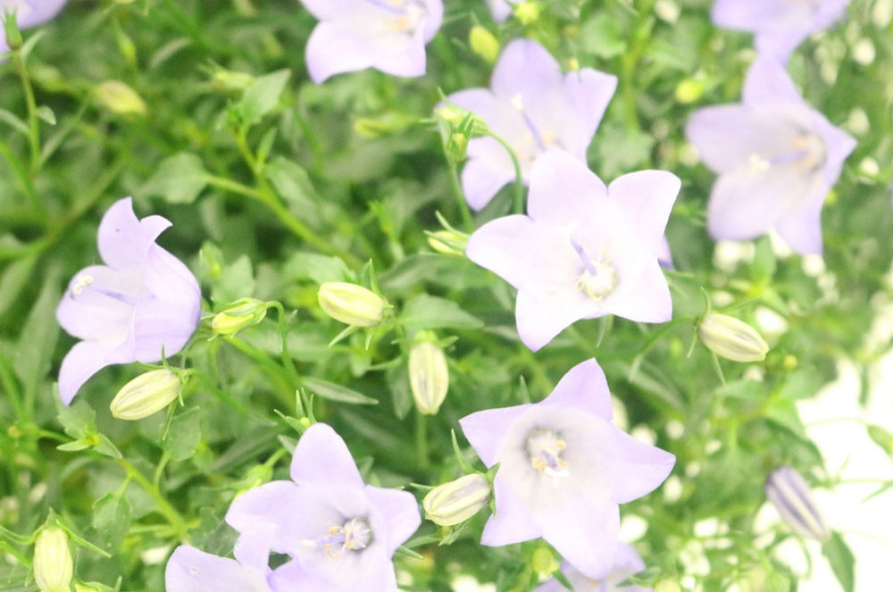 りんりんと音を鳴らしそうなカンパニュラ 星形のメリーベルは丈夫ですhttps Static Wixstatic Com Media B9f5 3b657da5a0d943ebbeeec265bc8ee556 Mv2 Png V1 Fit W 1000 2ch 694 2cal C File Png19 04 07t00 45 00 000z