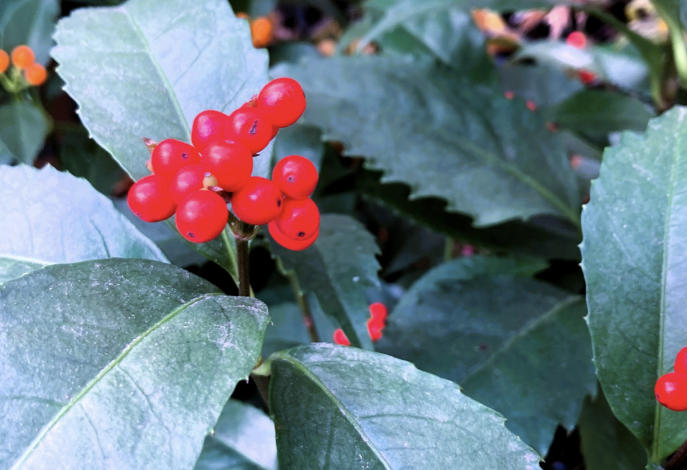 Why Red Berries Bring Good Fortune in Japanese Gardens — The Story of Sarcandra