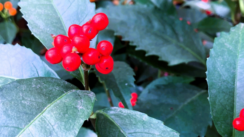 Why Red Berries Bring Good Fortune in Japanese Gardens — The Story of Sarcandra