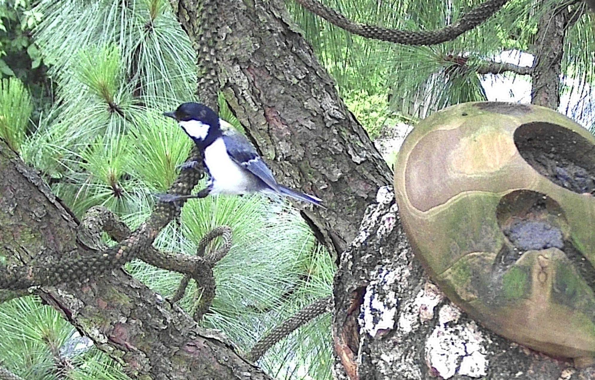 Great Tit perched on a pine branch near the acorn-shaped artificial nest box