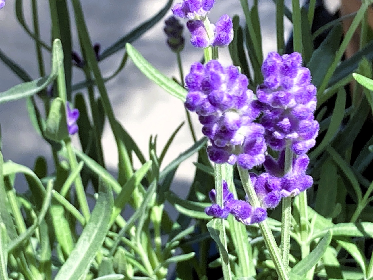 イングリッシュラベンダー 紫の花 ハーブ 地中海