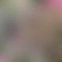 雨の季節に咲く美しい防火樹という選択。水分たっぷり植物で危険回避 防火樹：アジサイ