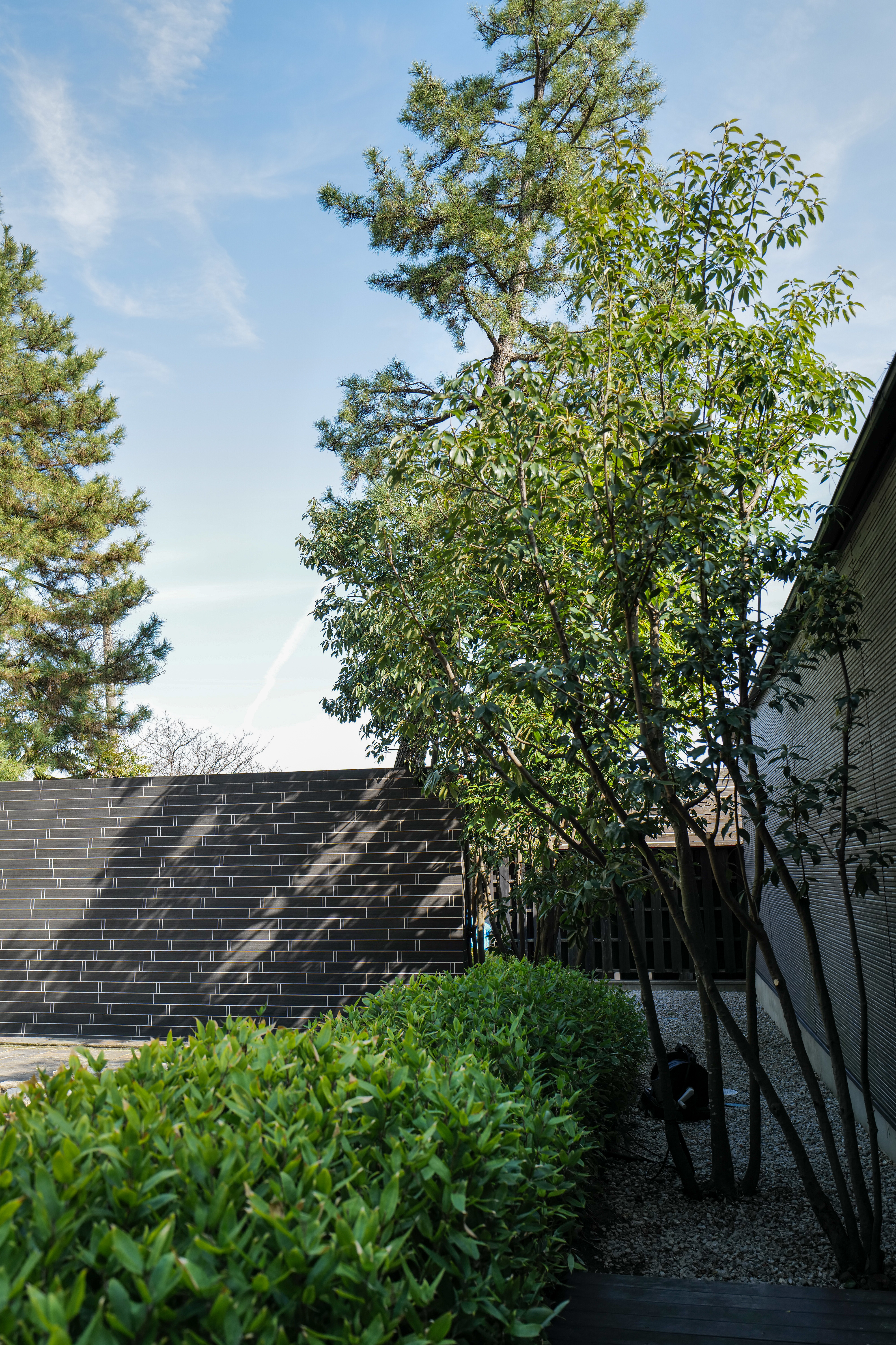 カシの株立ちと刈り込み低木コーナー