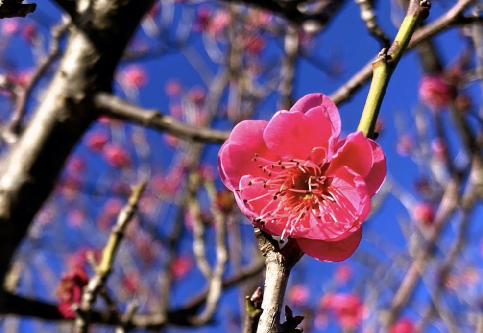紅梅——古来からの日本の伝統色「紅梅色」の由来となった花