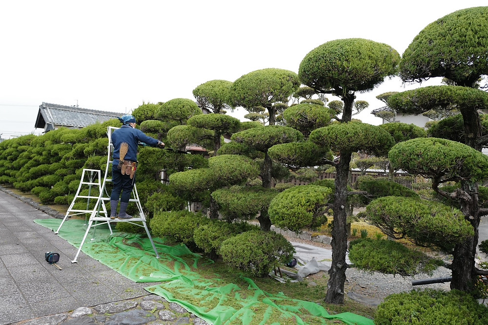 菰野横山邸園にてイブキの刈り込み