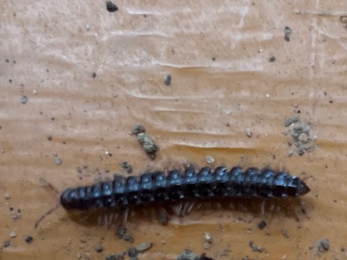 竹林 土壌生物