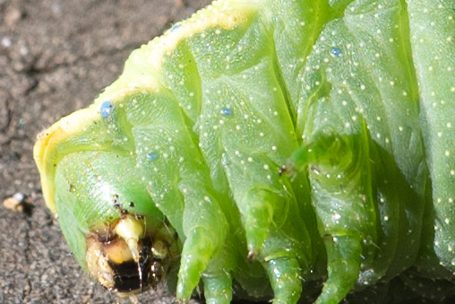 ウスタビガの繭
