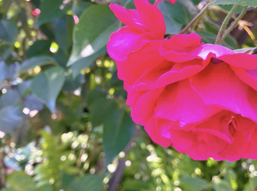 バラの花 — 花の女王と呼ばれる薔薇
