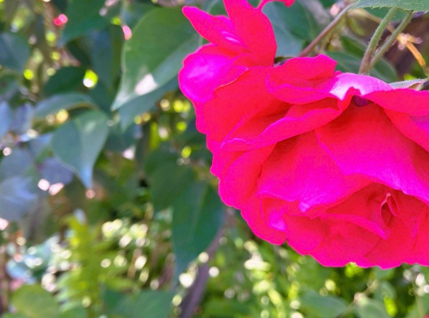 薔薇物語　早葉子そめ花 サイン入り】 薔薇物語 早葉子そめ花 そめ花 薔薇と四季の花たち 安田