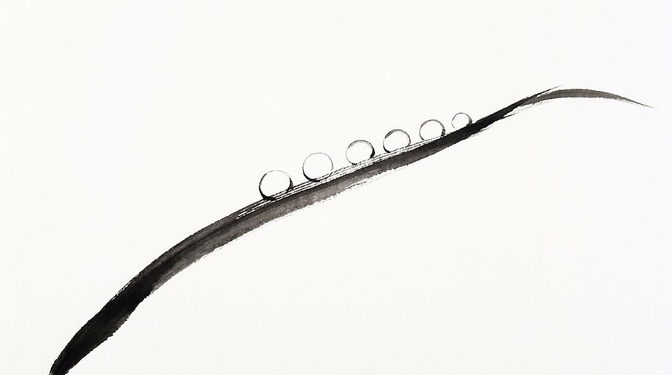 葉先に並ぶ露の玉。放射冷却で葉が空気より冷えると生まれる