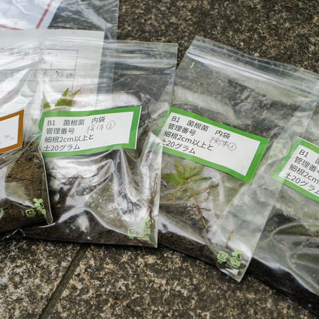 お庭の健康診断｜土壌から分かる庭の健康状態― 尾上別荘庭園における土壌改善の記録とこれから ―