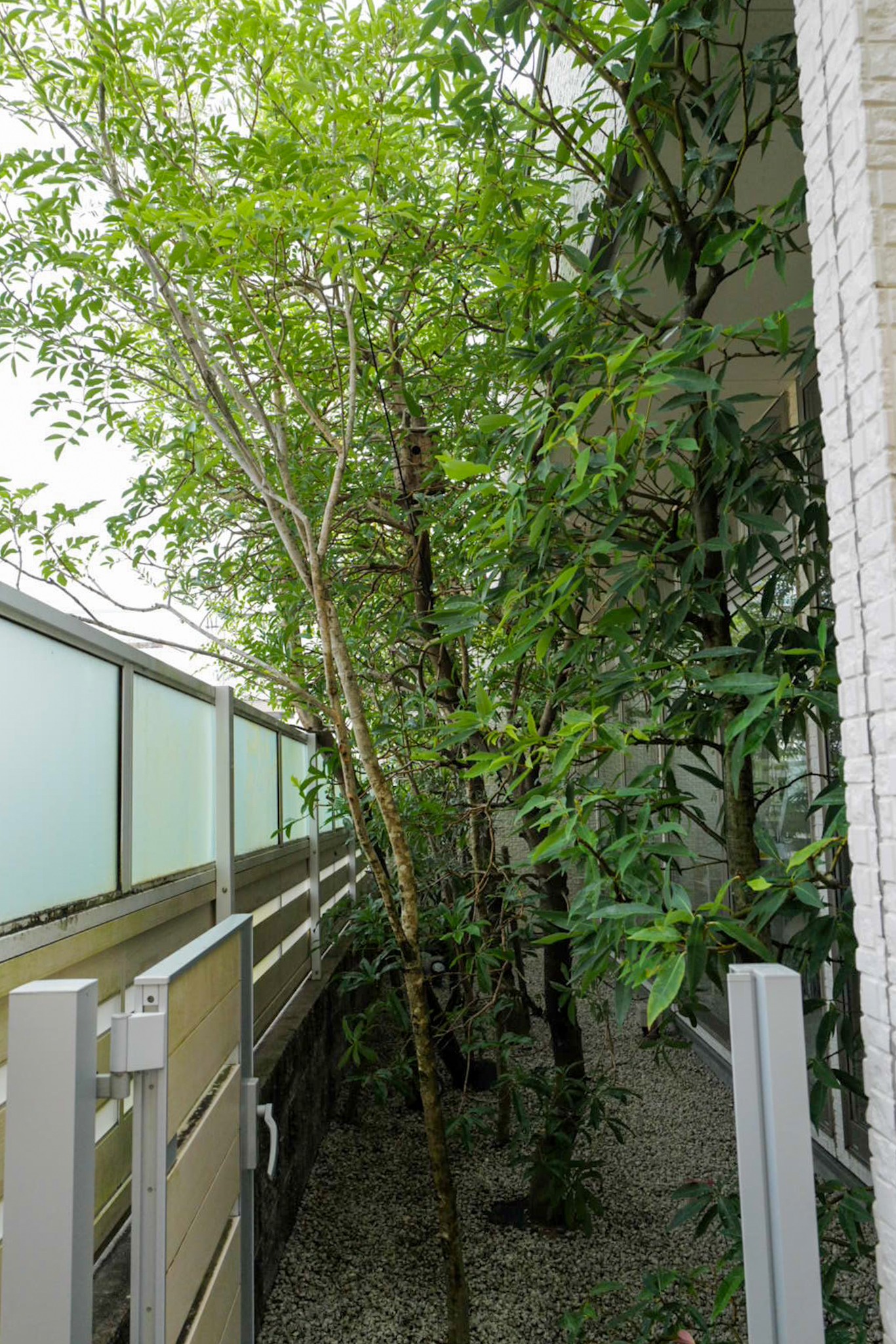 津市 矯正歯科 剪定後の樹木 剪定屋空