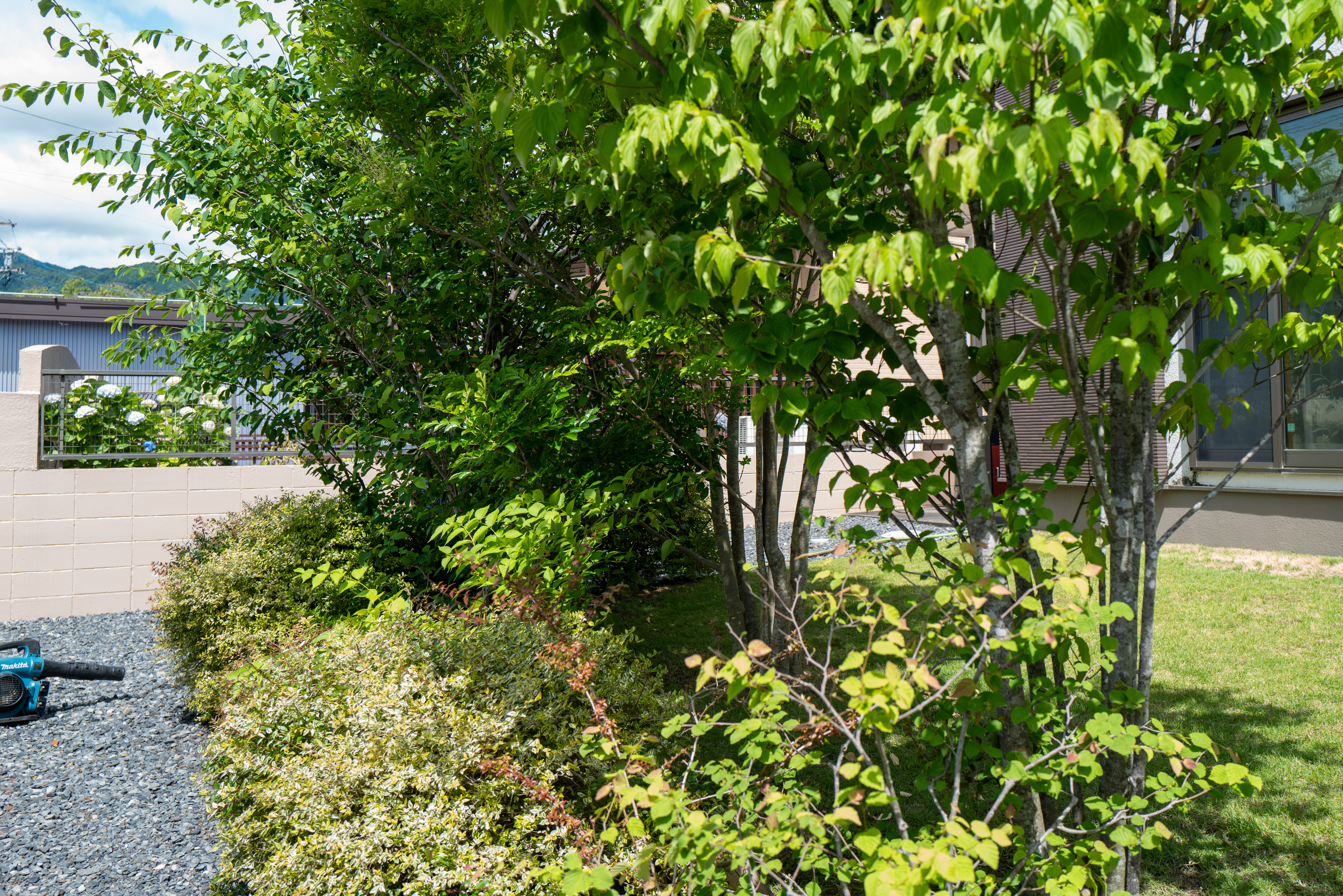 菰野町の庭全景・芝生と雑木の仕上がり