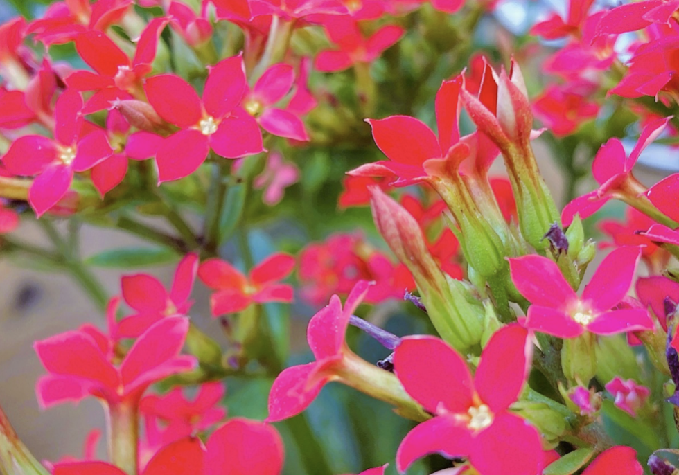 カランコエ 色鮮やかな多肉植物の花 剪定屋空