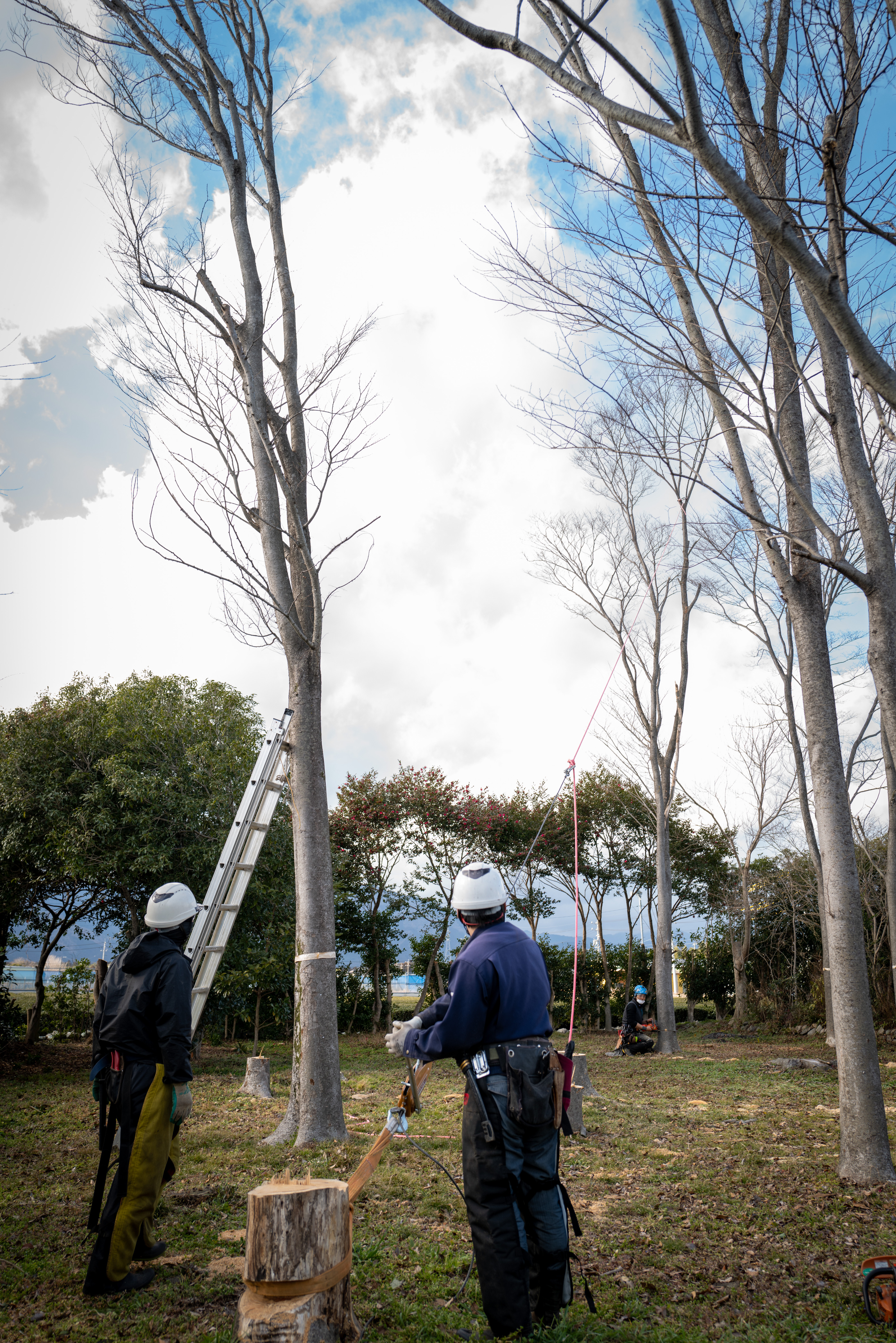 Pruning and felling specialist in Mie Prefecture — Sentei-ya Sora