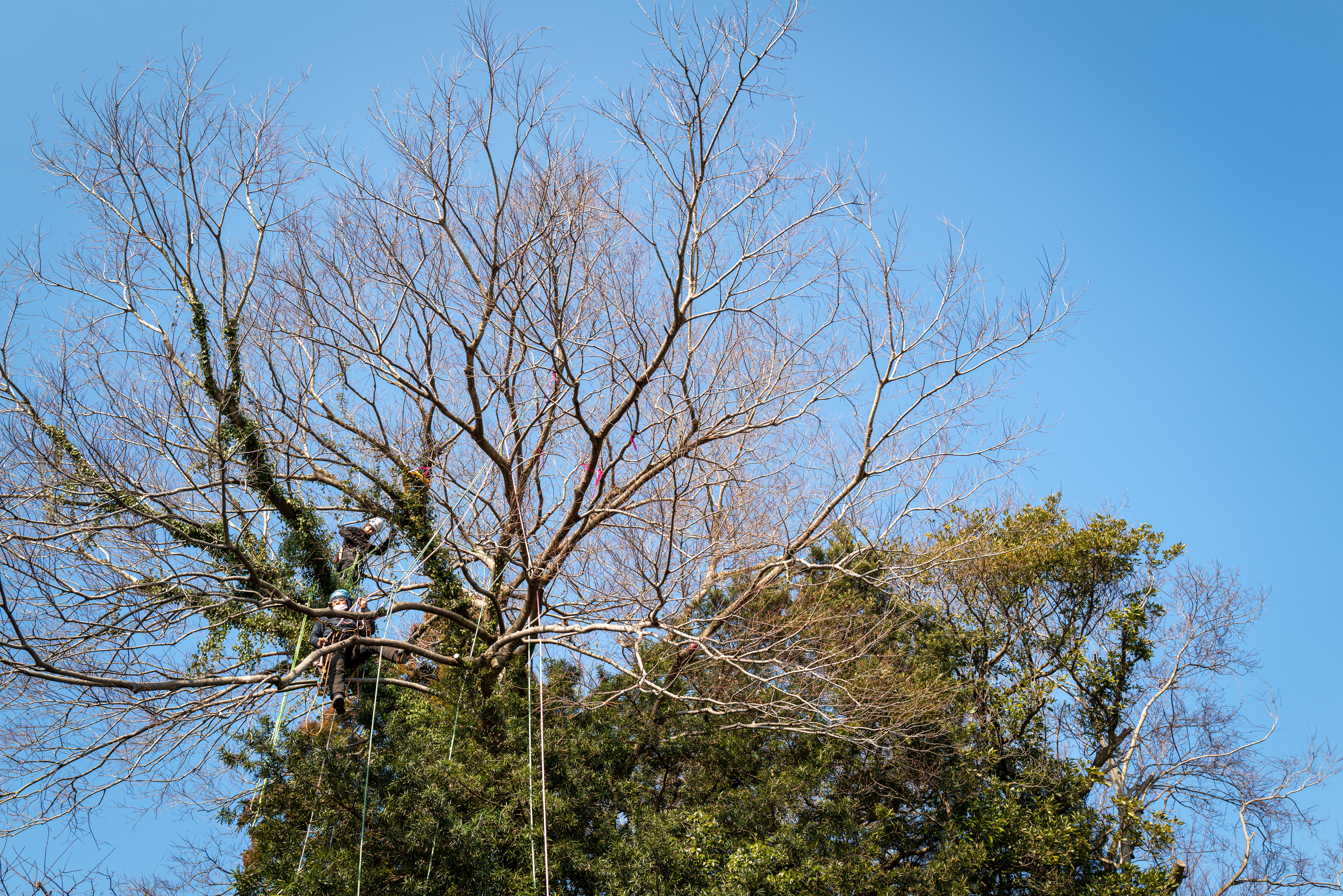 Temple forest (chinjyu no mori) enoki pruning in Kameyama City, Mie — Sentei-ya Sora