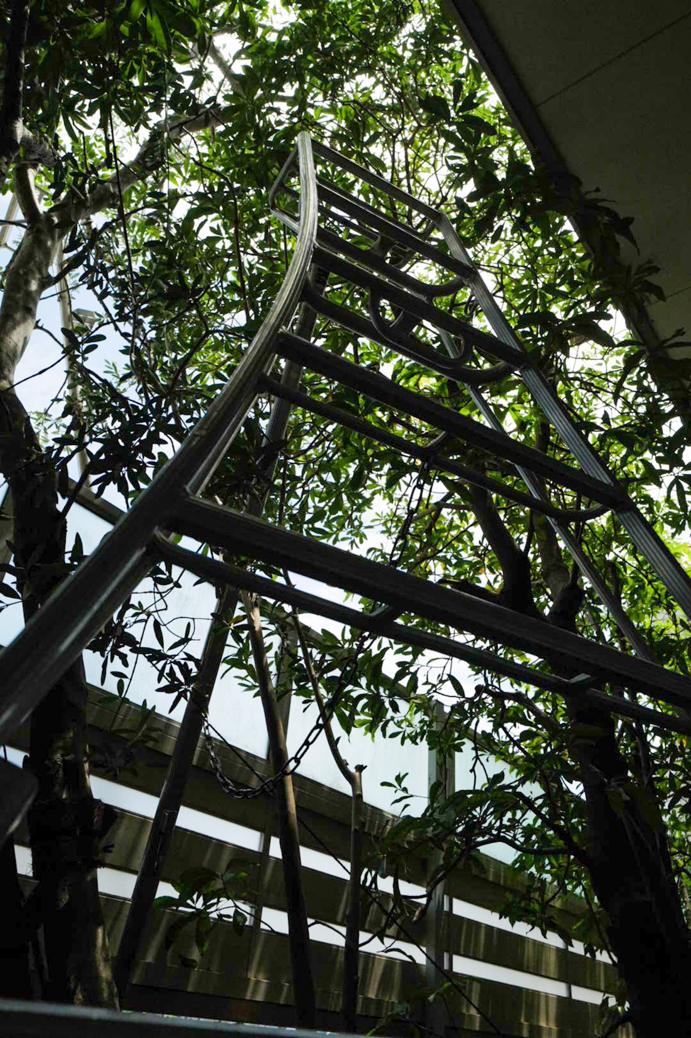 津市 矯正歯科 剪定後のすっきりした枝ぶり 剪定屋空