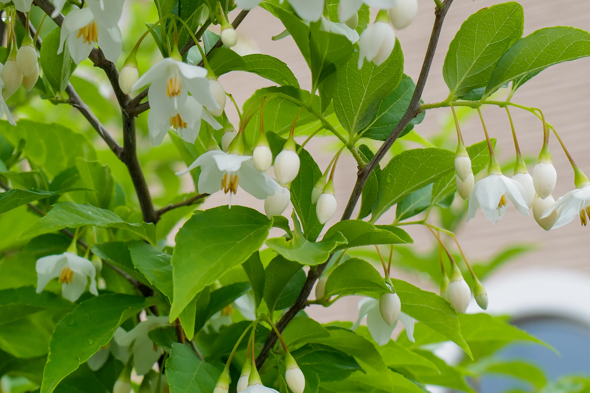 Styrax japonicus (egoniki) white pendant flowers close-up at Suzuka clinic garden