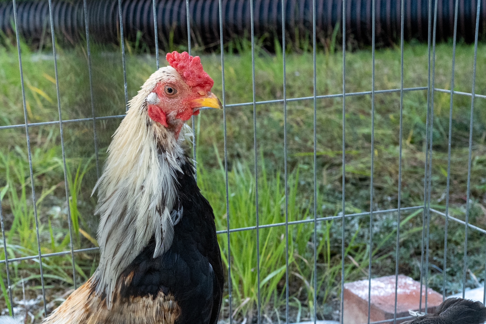 Japan Native Chicken registration review event