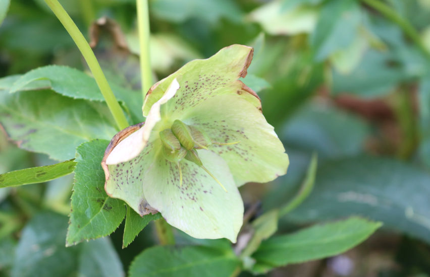 そんなにしょげないで どうして下を向いてしまうの クリスマスローズ Static Wixstatic Com Media B9f5 4d9b7293a2bd273e5cce9c254 Mv2 Png V1 Fit W 852 2ch 550 2cal C File Png 04 07t04 36 02 109z