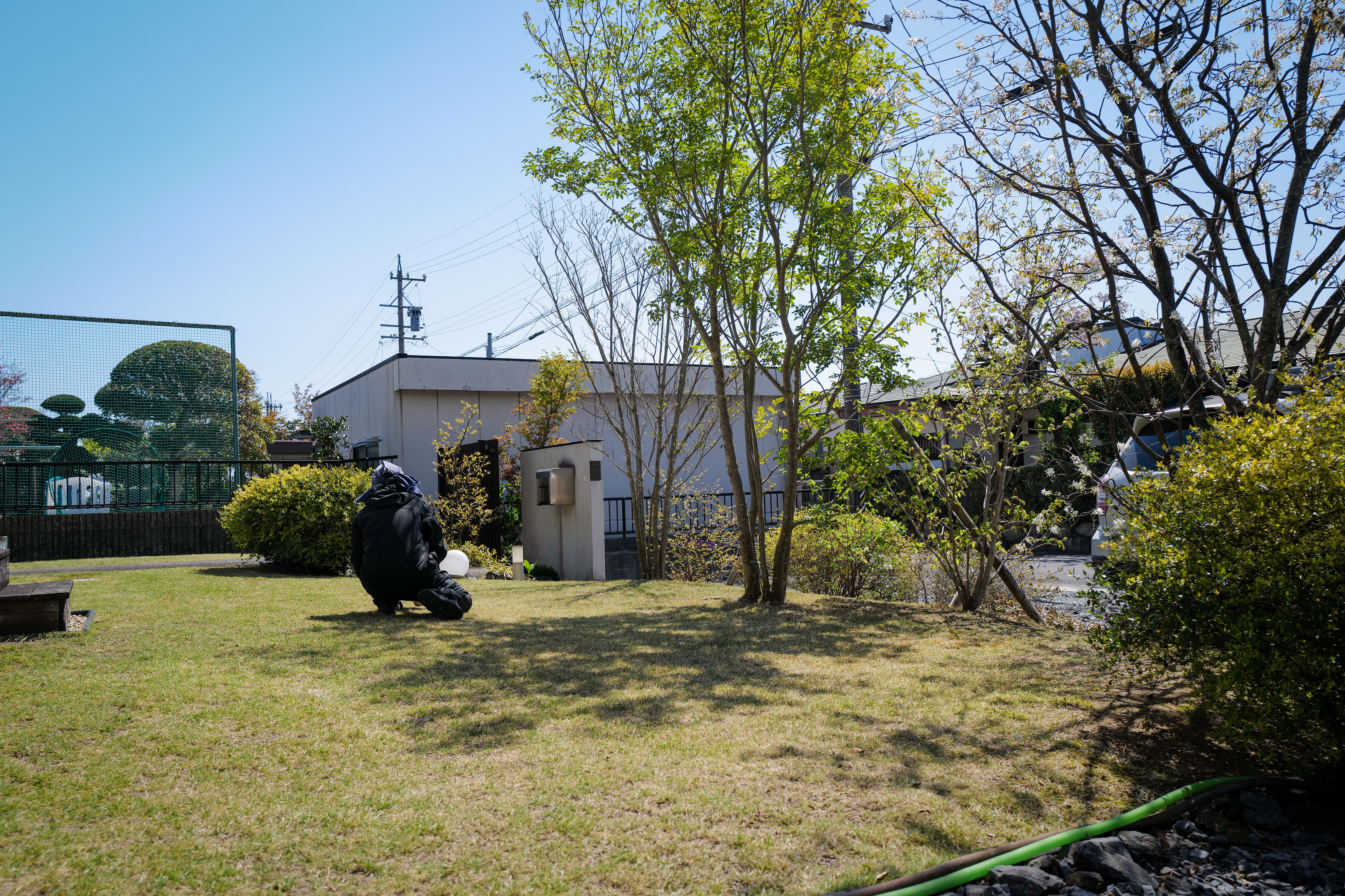 Spring Lawn Mowing and Maple Seedlings — Notes from Komono, Mie Prefecture