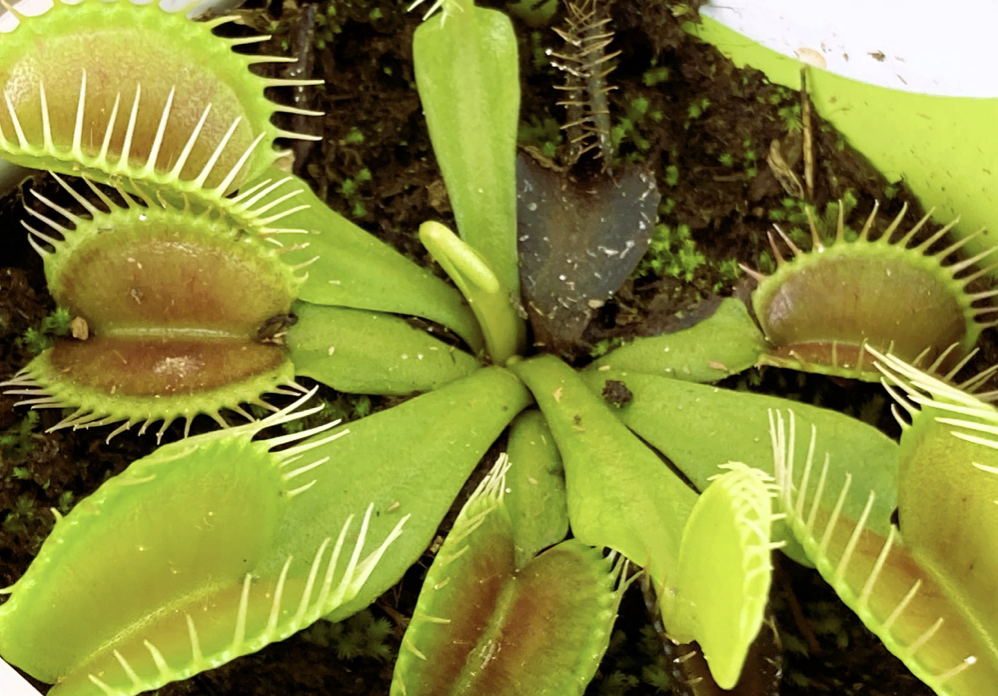 食虫植物ハエトリソウ