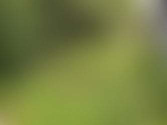 桑名市にて孟宗竹の竹林整備と草刈り