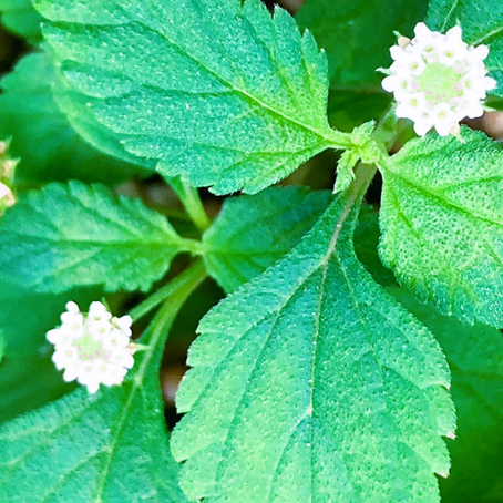 流行中の百日咳にも。砂糖の1000倍！甘いハーブ メキシカンスイートハーブ